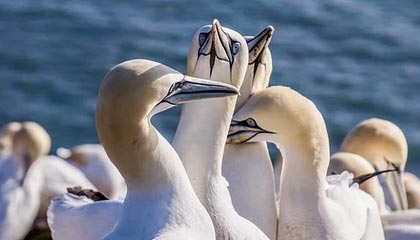 威廉希尔官网-WTT新加坡大满贯：孙颖莎3-1帕拉南 国乒多人携手晋级